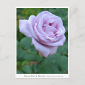 Rosa Blue Moon Briefkaart (Voorkant)
