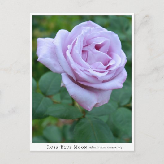 Rosa Blue Moon Briefkaart (Voorkant)