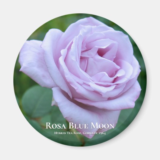 Rosa Blue Moon Magneet (Voorkant)