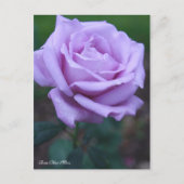 Rosa Blue Moon [Postcard] Briefkaart (Voorkant)