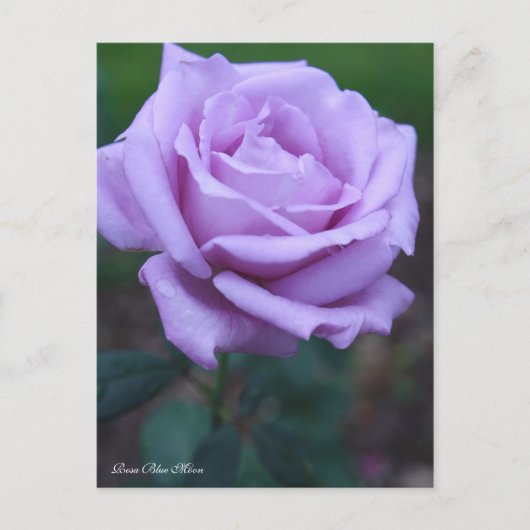 Rosa Blue Moon [Postcard] Briefkaart (Voorkant)