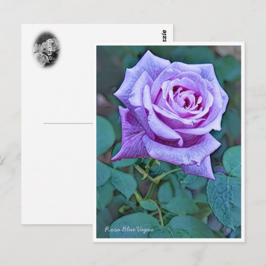 Rosa Blue Vague Briefkaart (Voorkant / Achterkant)
