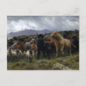 Rosa Bonheur Highland Raid Briefkaart (Voorkant)