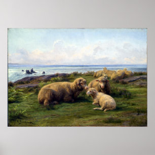 Rosa Bonheur Sheep van het Zee Poster