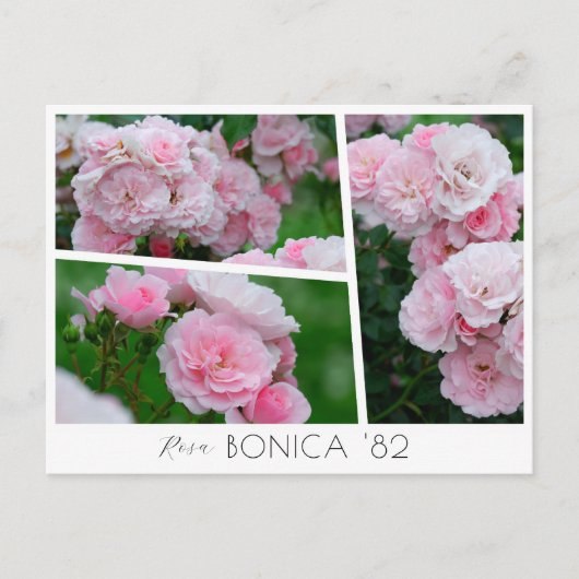  Rosa Bonica '82 Briefkaart (Voorkant)