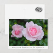 Rosa Bonica '82 Briefkaart (Voorkant / Achterkant)