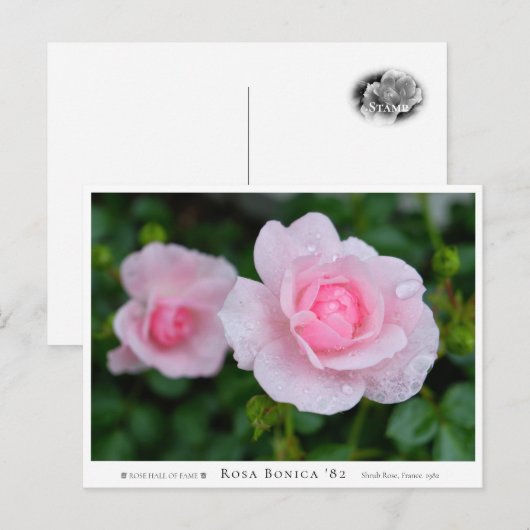 Rosa Bonica '82 Briefkaart (Voorkant / Achterkant)