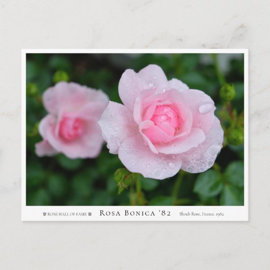Rosa Bonica '82 Briefkaart (Voorkant)