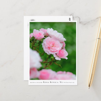 Rosa Bonica '82 Briefkaart