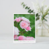 Rosa Bonica '82 Briefkaart (Staand voorkant)