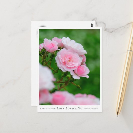 Rosa Bonica '82 Briefkaart (Voorkant / Achterkant in situ)