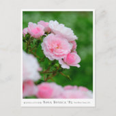 Rosa Bonica '82 Briefkaart (Voorkant)