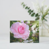 Rosa Bonica '82:Briefkaart Briefkaart (Staand voorkant)