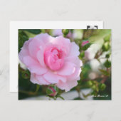 Rosa Bonica '82:Briefkaart Briefkaart (Voorkant / Achterkant)