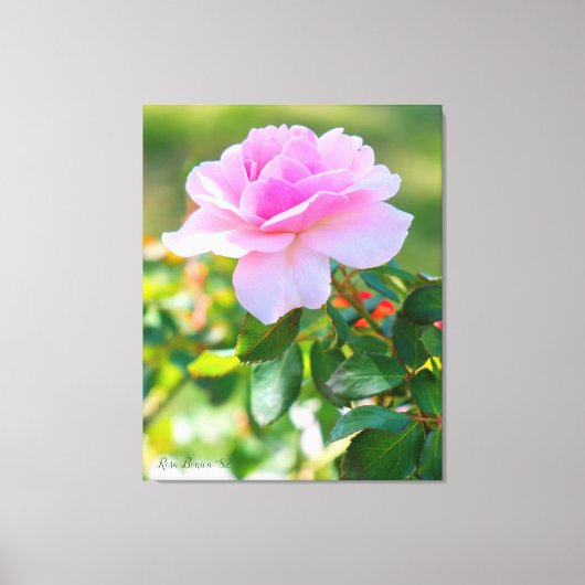 Rosa Bonica '82 Canvas Afdruk (Voorkant)
