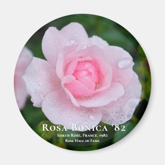 Rosa Bonica '82 Magneet (Voorkant)