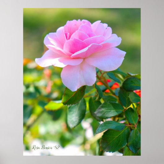 Rosa Bonica '82 Poster (Voorkant)