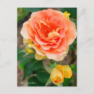 Rosa Brass Band [Briefkaart] Briefkaart