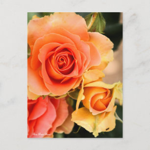 Rosa Brass Band:Briefkaart Briefkaart