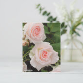 Rosa Bridal Pink Briefkaart (Staand voorkant)