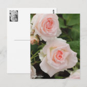 Rosa Bridal Pink Briefkaart (Voorkant / Achterkant)