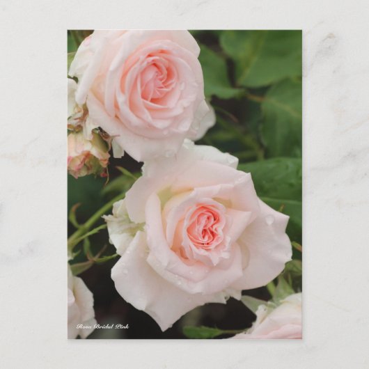 Rosa Bridal Pink Briefkaart (Voorkant)