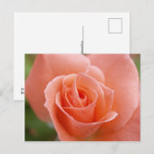 Rosa Briefkaart (Voorkant / Achterkant)