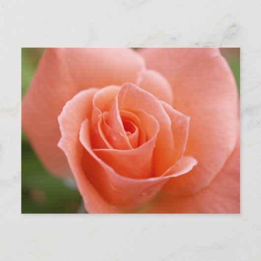 Rosa Briefkaart (Voorkant)