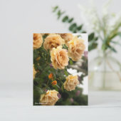 Rosa Butterscotch Briefkaart (Staand voorkant)