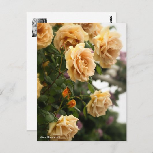 Rosa Butterscotch Briefkaart (Voorkant / Achterkant)