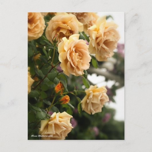 Rosa Butterscotch Briefkaart (Voorkant)