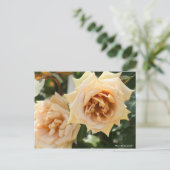 Rosa Butterscotch Briefkaart (Staand voorkant)