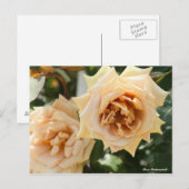 Rosa Butterscotch Briefkaart (Voorkant / Achterkant)
