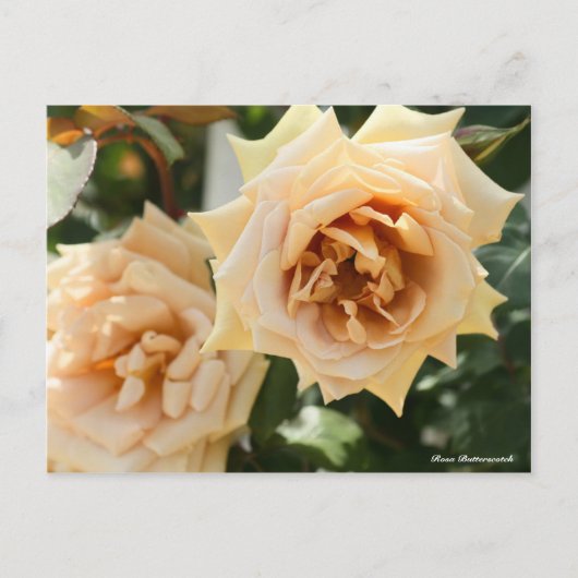 Rosa Butterscotch Briefkaart (Voorkant)