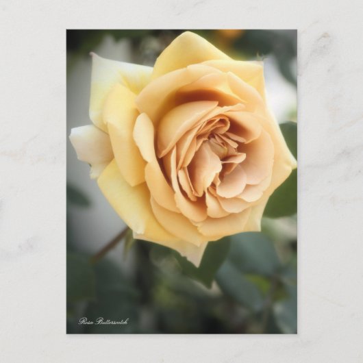 Rosa Butterscotch:Briefkaart Briefkaart (Voorkant)