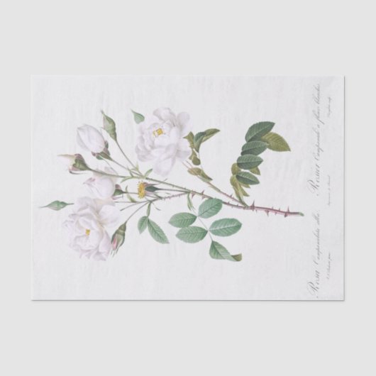 Rosa campanulata alba tissuepapier (Voorkant)