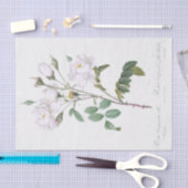 Rosa campanulata alba tissuepapier (Craft)