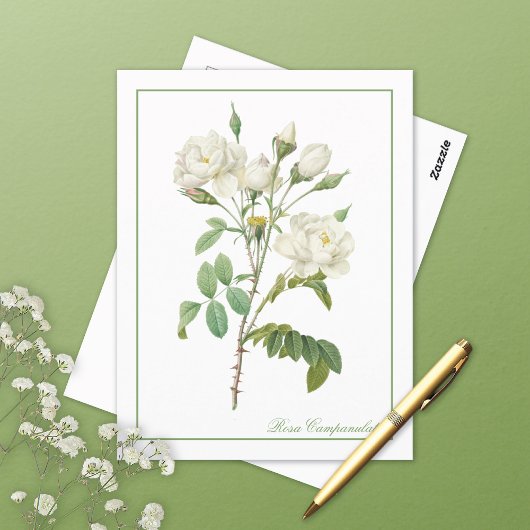 Rosa Campanulata Illustration Redoute Postcard Briefkaart
