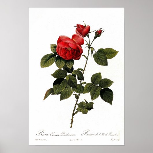Rosa canina bourboniana poster (Voorkant)
