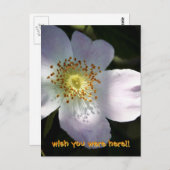 Rosa Canina - Dog Roos Briefkaart (Voorkant / Achterkant)