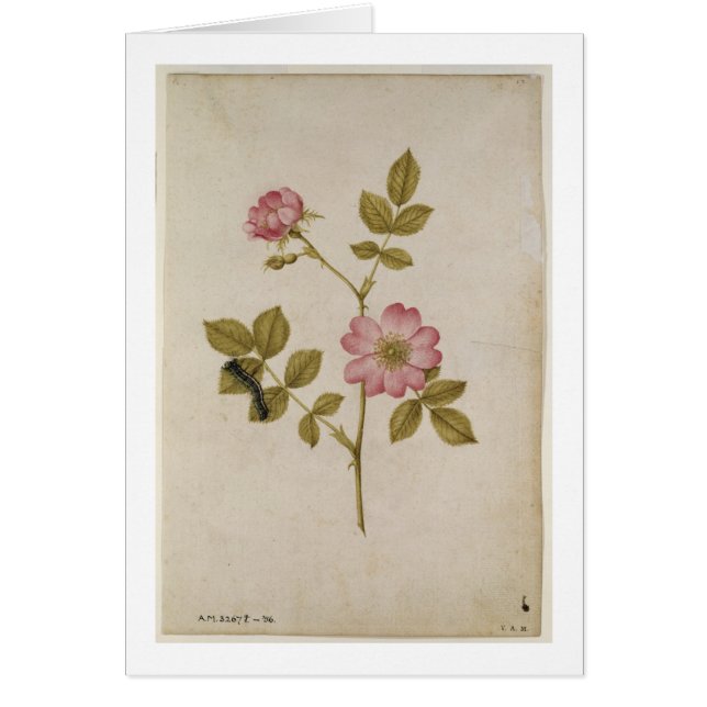 Rosa Canina - Dogrose en Caterpijler (potlood & w/ (Voorkant)