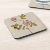 Rosa Canina - Dogrose en Caterpijler (potlood & w/ Bier Onderzetter (Linkerzijde)