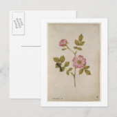 Rosa Canina - Dogrose en Caterpijler (potlood & w/ Briefkaart (Voorkant / Achterkant)