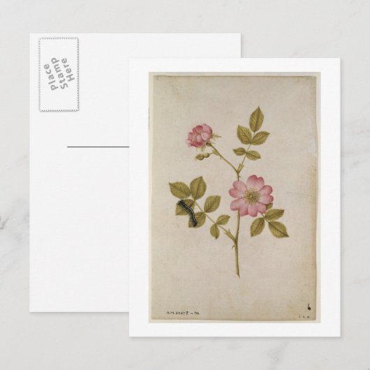 Rosa Canina - Dogrose en Caterpijler (potlood & w/ Briefkaart (Voorkant / Achterkant)