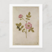 Rosa Canina - Dogrose en Caterpijler (potlood & w/ Briefkaart (Voorkant)