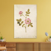 Rosa Canina - Dogrose en Caterpijler (potlood & w/ Canvas Afdruk (Insitu (Woonkamer))