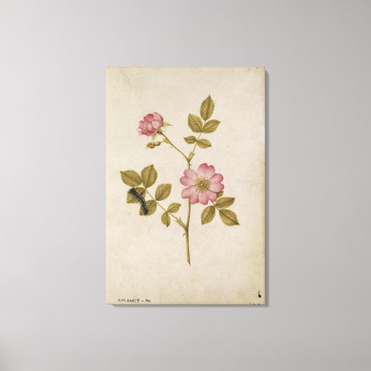 Rosa Canina - Dogrose en Caterpijler (potlood & w/ Canvas Afdruk (Voorkant)