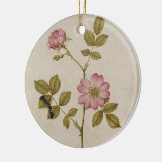 Rosa Canina - Dogrose en Caterpijler (potlood & w/ Keramisch Ornament (Links)