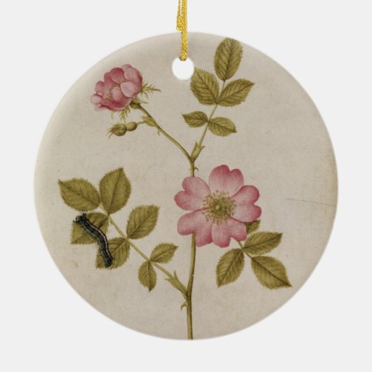 Rosa Canina - Dogrose en Caterpijler (potlood & w/ Keramisch Ornament (Achterkant)