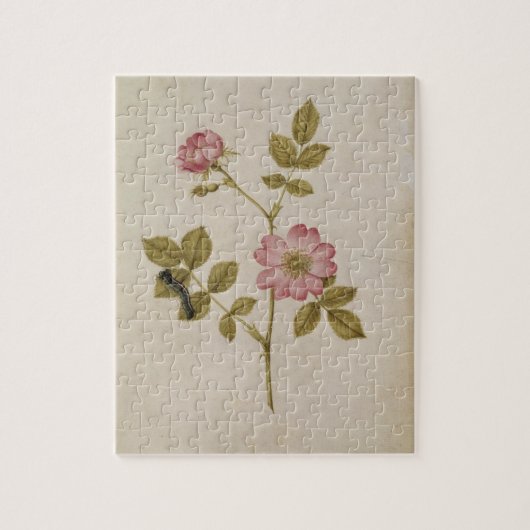 Rosa Canina - Dogrose en Caterpijler (potlood & w/ Legpuzzel (Verticaal)